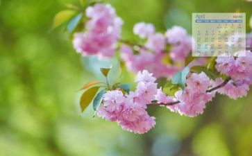 保育计划4月工作计划8篇