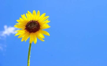 小学生525心理健康活动策划8篇