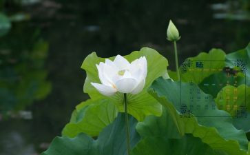6月18活动方案8篇