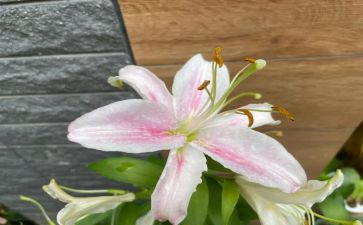 山百合的读后感推荐7篇