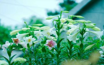 山百合的读后感6篇