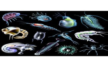表的生物教学反思通用7篇