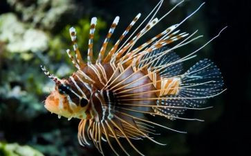 表的生物教学反思参考5篇