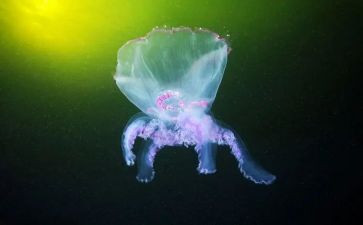 生物实验的心得体会8篇