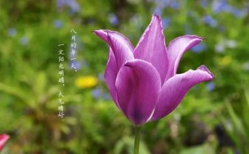 八月份个人总结5篇