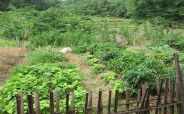 泡菜市场调查报告7篇