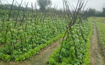 卖蔬菜大棚合同7篇