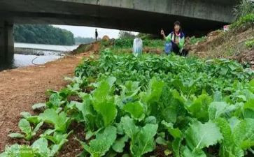 蔬菜调查报告8篇