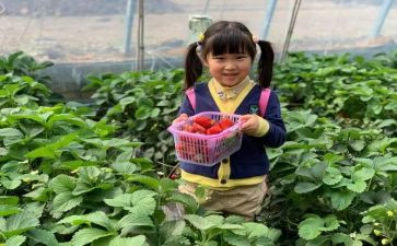 采摘节活动总结8篇