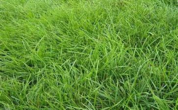 小草与大树读后感模板7篇