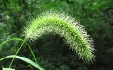 岩石缝中的小草作文5篇