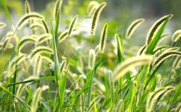 《草房子》读后感1000字8篇