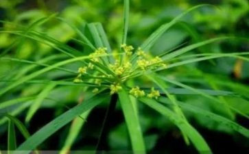 写《草房子》的读后感优质8篇