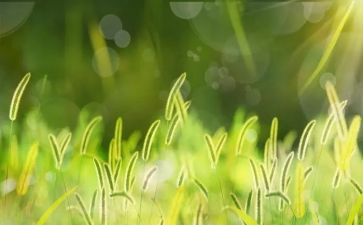 爱护花草树木的演讲稿5篇