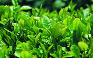茶幼儿教案通用7篇