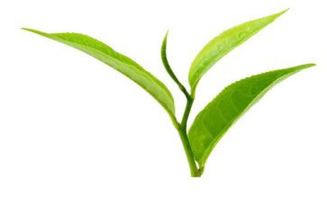 茶幼儿教案优质8篇