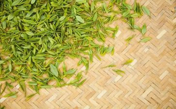 茶经大学讲座心得体会最新6篇