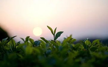 茶经心得体会300字优质8篇