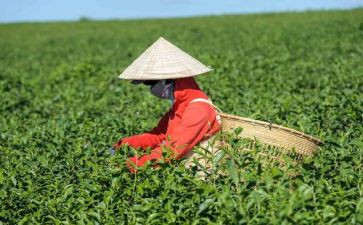 茶幼儿教案优质7篇