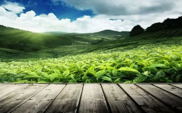 茶活动总结5篇