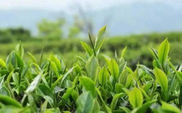 小班茶教案反思6篇