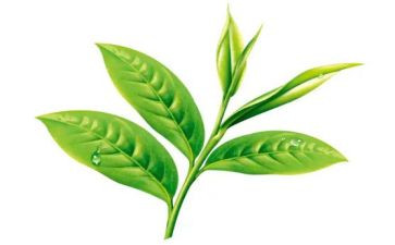 茶教学反思最新6篇