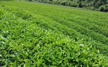 茶艺课心得体会优秀6篇