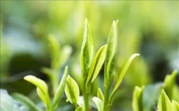 茶教学反思8篇