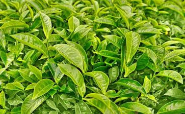 茶经心得体会300字参考6篇