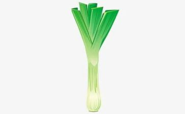 关于葱的健康教案参考7篇