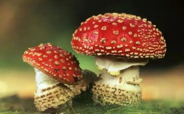 禁毒的心得体会500字作文5篇