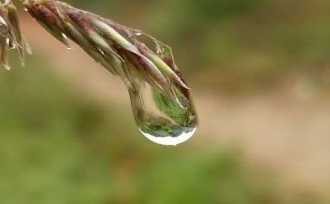 我心灵的甘露600字作文6篇