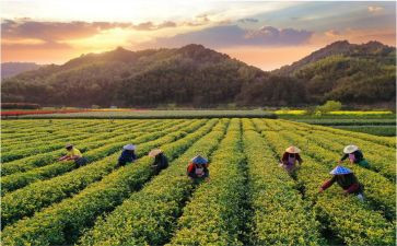 致富带头人事迹材料范文8篇