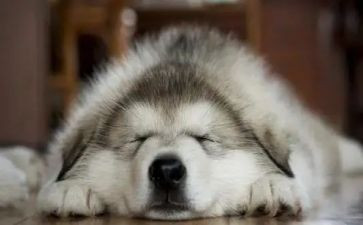 猎狗读后感推荐5篇