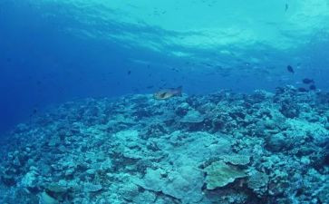 读《海底两万里》心得参考5篇