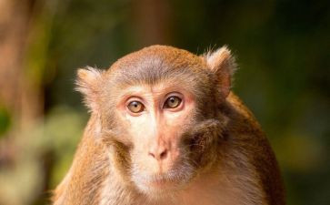 中班小猴买o教案8篇