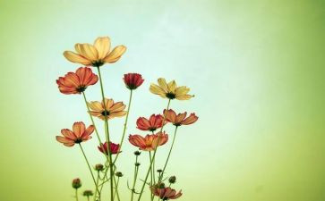 棉花教案6篇