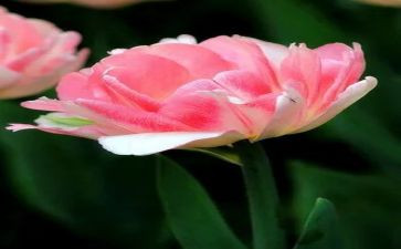 花卉苗木合同5篇