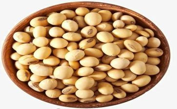 黄豆宝宝找爷爷教案5篇