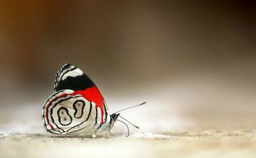 抓蝴蝶小班教案模板5篇
