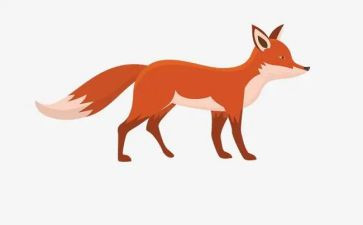 猫和狐狸的读后感优秀7篇