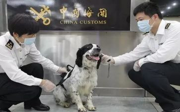 检疫站工作总结6篇