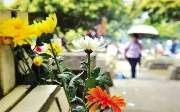 清明节祭扫演讲稿5篇