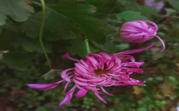菊花园作文优质8篇