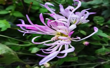 菊花园作文模板7篇