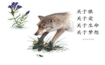 《狼王梦》读后感8篇