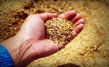 粮食科技周活动方案7篇