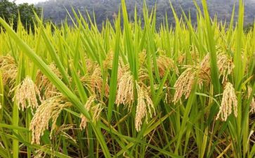 粮食安全个人总结7篇