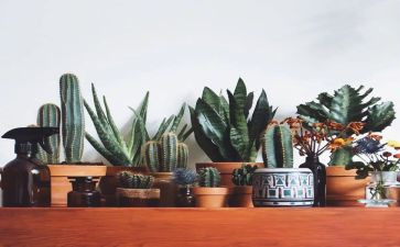 绿化植树活动方案5篇
