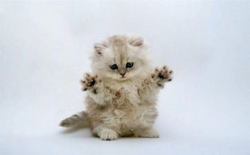 猫和鼠故事读后感最新7篇